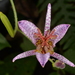 Tricyrtis formosana glandosa - Photo (c) 陳柏璋, some rights reserved (CC BY-NC), uploaded by 陳柏璋