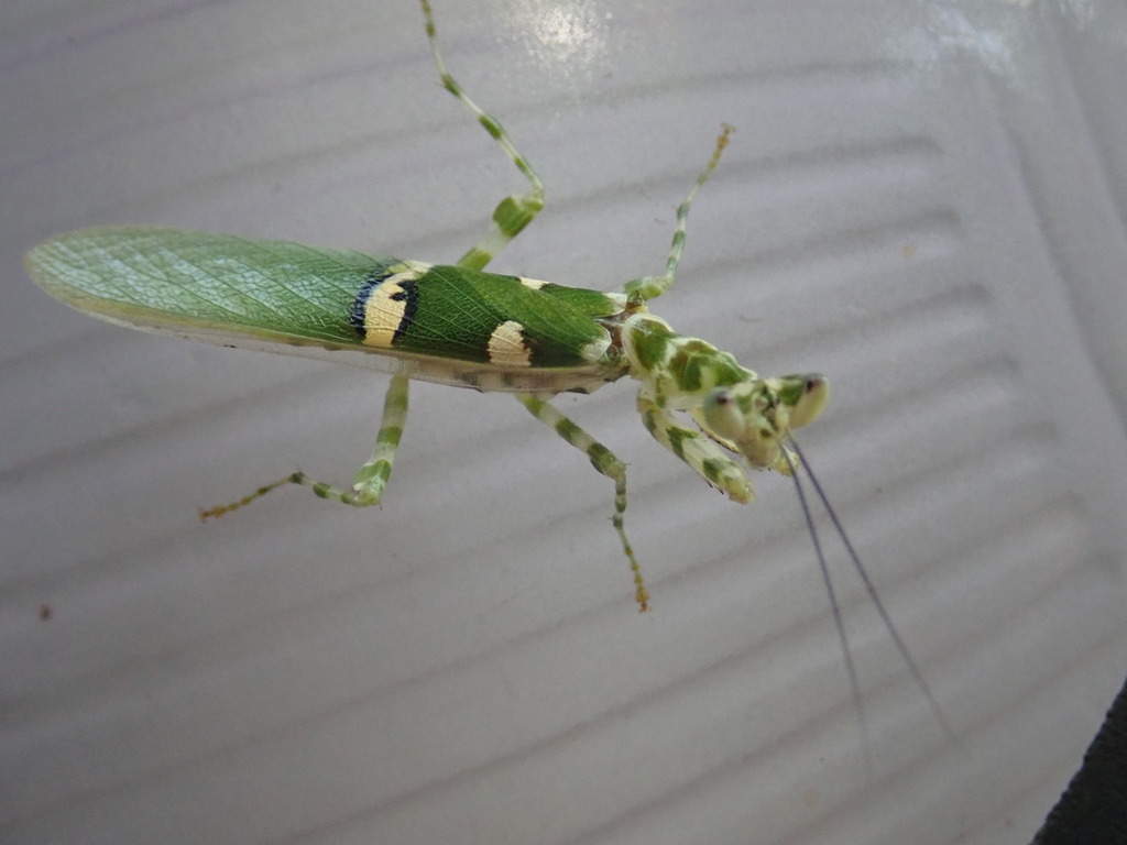 Philippine Flower Mantis