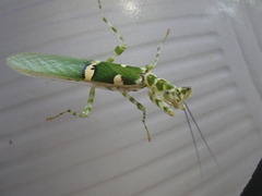 Creobroter meleagris
