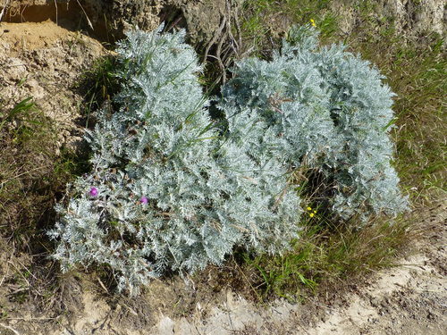 Fiordaliso delle scogliere