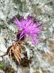 Centaurea cineraria
