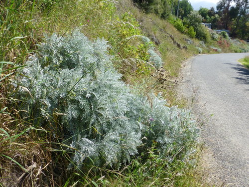 Centaurea cineraria