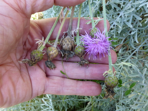 Centaurea cineraria