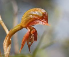 Pterostylis squamata