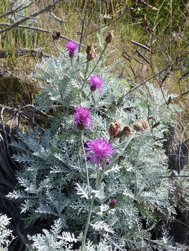 Centaurea cineraria