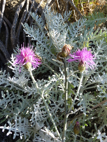 Centaurea cineraria