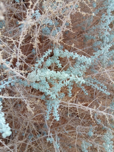 Image of Artemisia judaica by (c) Karim Haddad, some rights reserved (CC BY)