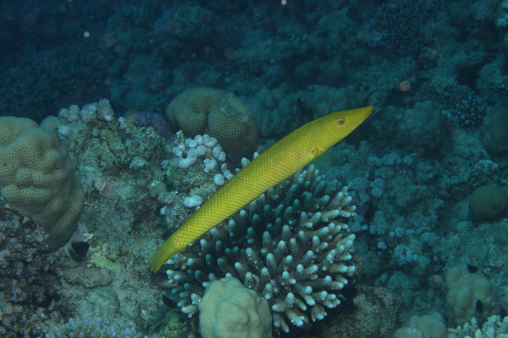 Cigar wrasse