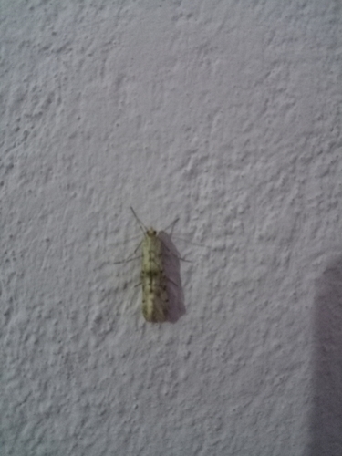 Cornifrons ulceratalis photo 5