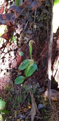 Pterostylis venosa