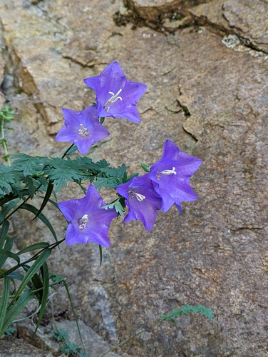 Campanula persicifolia