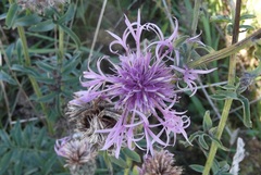 Centaurea scabiosa