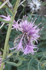 Centaurea scabiosa
