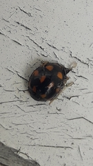 Coccinella leonina