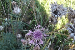 Centaurea scabiosa
