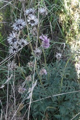Centaurea scabiosa