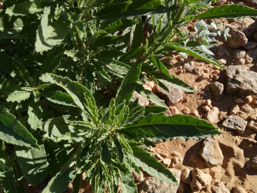 Image of Reseda villosa by (c) Karim Haddad, some rights reserved (CC BY)