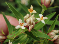 Pimelea longifolia
