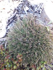 Oreobolus pectinatus