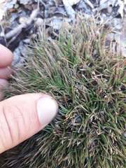 Oreobolus pectinatus