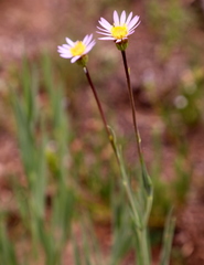 Afroaster serrulatus