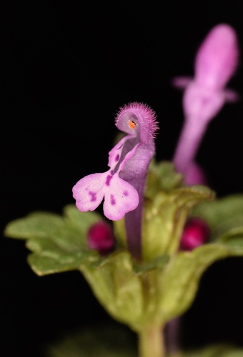 Representative image of Lamium amplexicaule amplexicaule