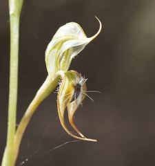 Pterostylis setifera