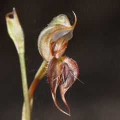 Pterostylis boormanii