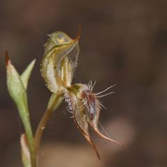 Pterostylis setifera