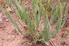 Afroaster serrulatus