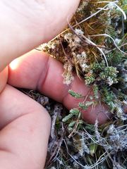 Kelleria laxa