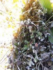 Kelleria laxa