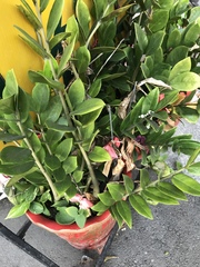 Zamioculcas