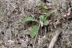 Struthiopteris niponica