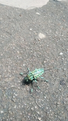 Sternotomis itzingeri