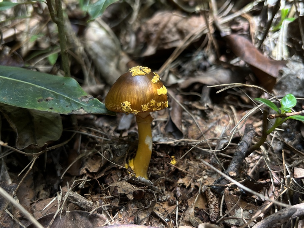 Amanita flavoconia inquinata · June 2023 · photo: © bealeiderman (iNaturalist, cc-by)