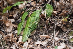 Struthiopteris niponica