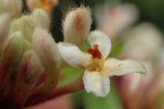 Pimelea longifolia