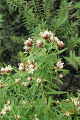 Pimelea longifolia