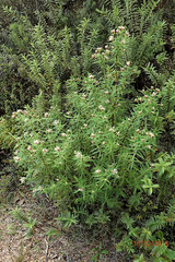 Pimelea longifolia