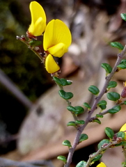 Bossiaea foliosa