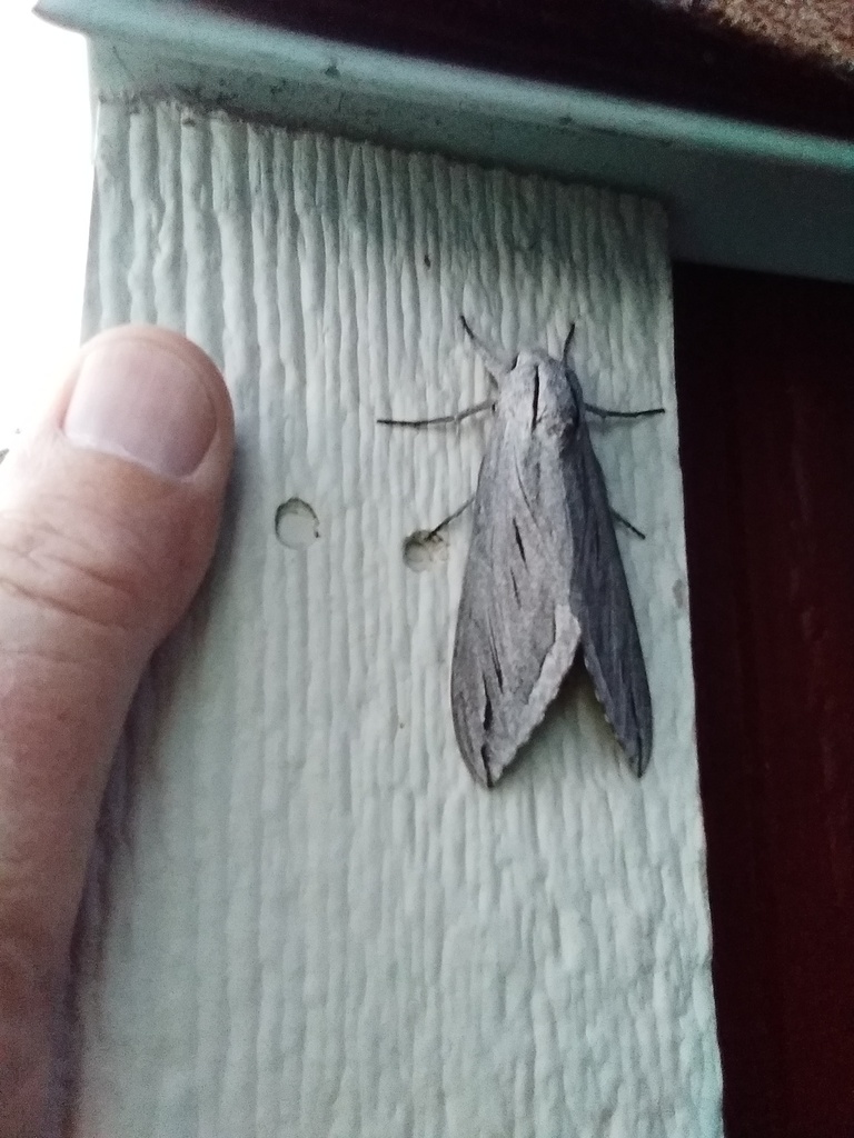 Butterflies and Moths from Home Depot, El Cajon, CA, USA on August 5