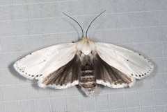 Cryptophasa sacerdos