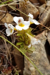 Euphrasia monroi
