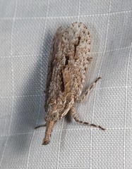 Eurinopsyche obscurata