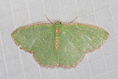 Eucyclodes metaspila