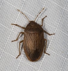 Caystrus pallidolimbatus