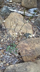 Cardamine dactyloides