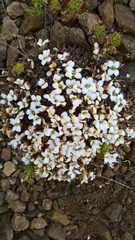 Australian Notothlaspi (Notothlaspi australe)