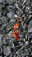 Epilobium brunnescens